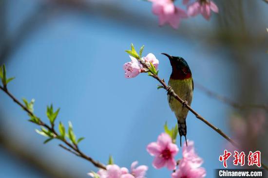 在贵州从江县丙梅街道銮里村，一只小鸟在桃花枝头停留。　吴德军 摄