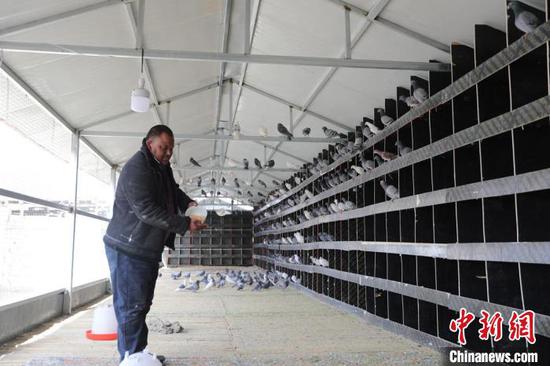 新疆南部民眾有養鴿子的習慣，鴿子的市場需求也很旺盛?！±罾凇z