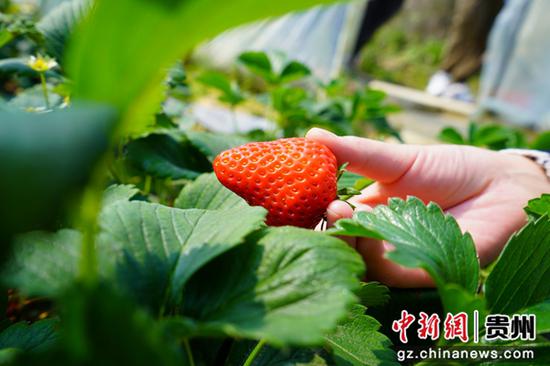 贵州金沙县：草莓采摘园 助力乡村振兴