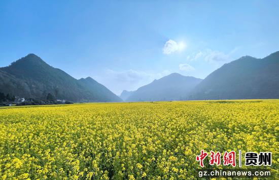贵州摆金镇举行油菜花节 吸引游客踏青赏花