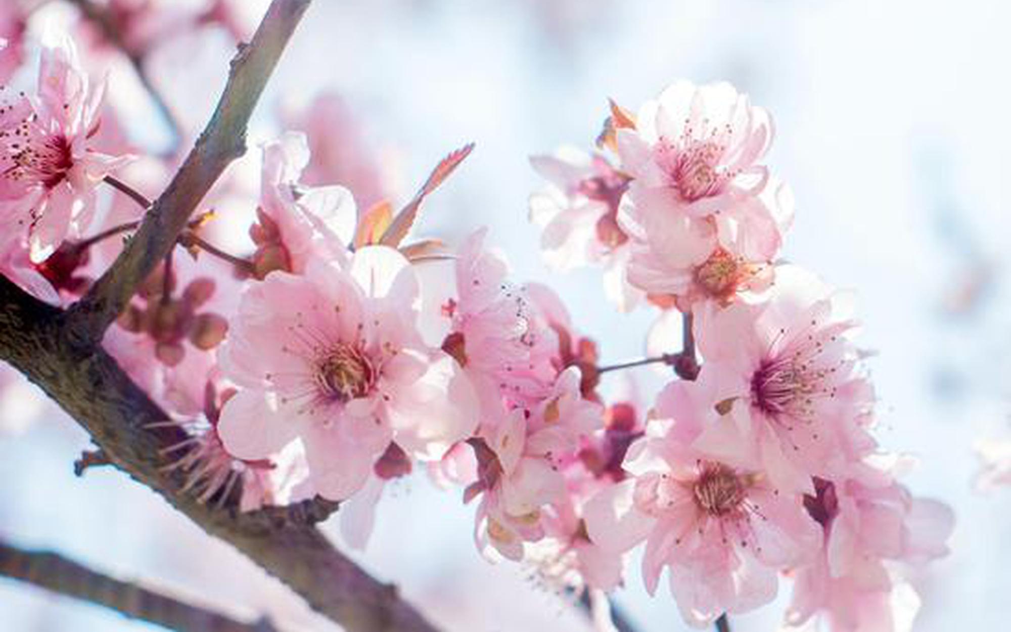宁夏3月中下旬到4月中上旬进入赏花期