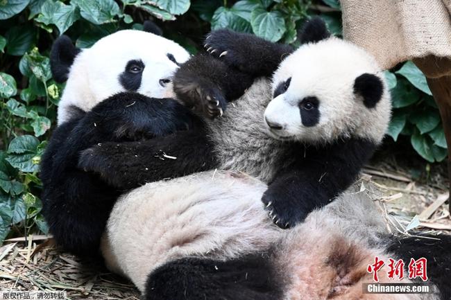 新加坡首只本土出生大熊貓“叻叻”和媽媽一起亮相