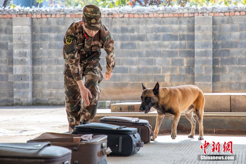 武警广西机动支队开展军犬训练提升实战能力