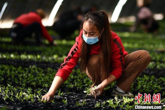 新疆库尔勒市园林绿化事务中心花圃，园艺工人准备将暖房内的幼苗移栽。确·胡热　摄