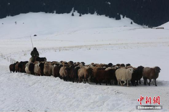 3月14日，新疆昭苏县牧民迎来今年“最早转场”。随着冰雪消融，万物萌动，昭苏县草场草木慢慢复苏。牧民和牛羊还未待到春雪彻底消融，就开始转场到春季牧场。在转场的路上，放眼望去牧民们用骆驼托着行李，赶着牲畜，吼唱着豪迈的牧歌，挺进大山深处温暖的牧场。李文武 摄