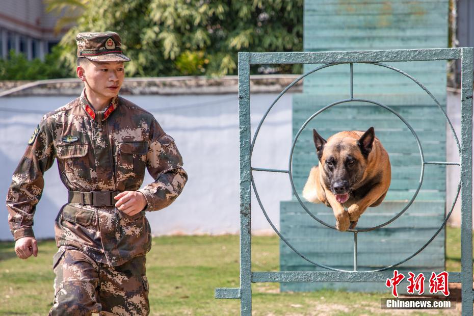 武警廣西機動支隊開展軍犬訓練 提升實戰能力