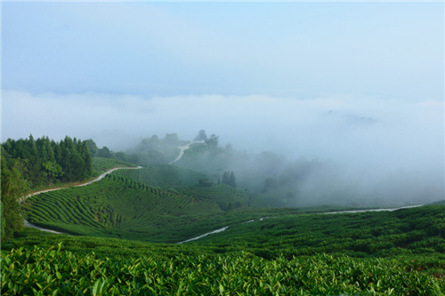 云雾萦绕神鹊茶场