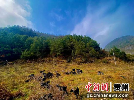三五成群的黑山羊悠然地吃着草