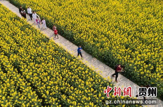 2022年3月12日，游人在贵州省黔西市洪水镇解放村乡村旅游景区观赏油菜花。