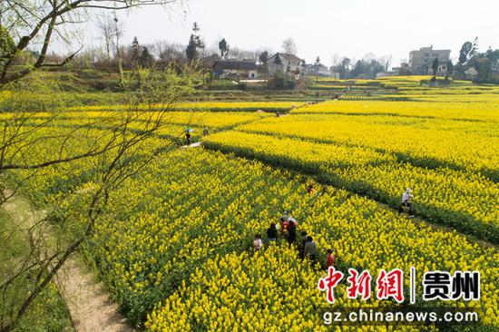 2022年3月12日，游人在贵州省黔西市洪水镇解放村乡村旅游景区观赏油菜。