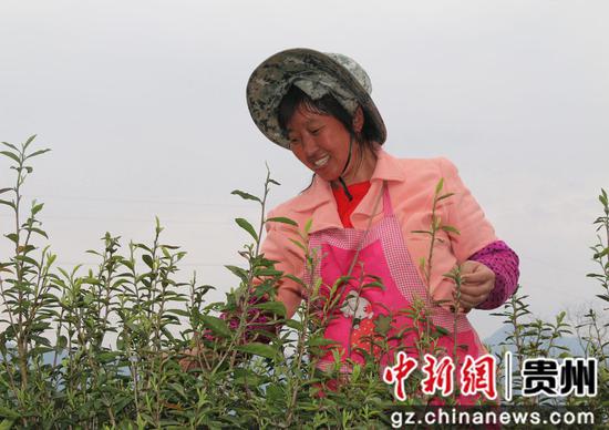 贵州沿河姚溪村：春茶采摘忙 群众增收乐