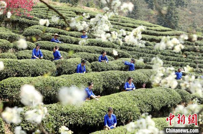 廣西侗寨茶農梨花樹下采春茶