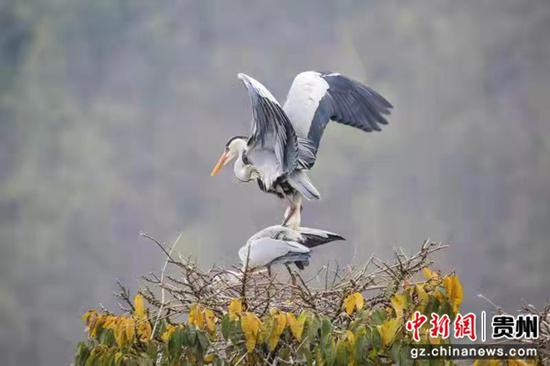 贵州仁怀：又是一年鹭鸟飞 赤水河畔美如画