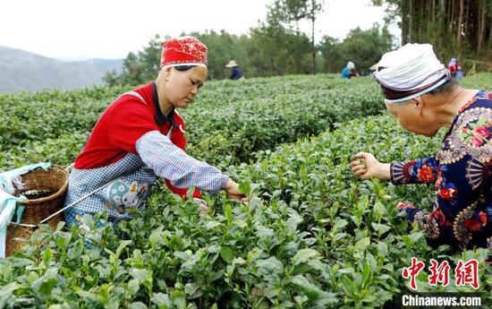 图为苗族妇女同胞在茶场采摘茶叶。　奉力 摄