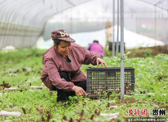 3月16日，贵州省施秉县杨柳塘镇地坝村村民在采收羊肚菌。 磨桂宾 摄