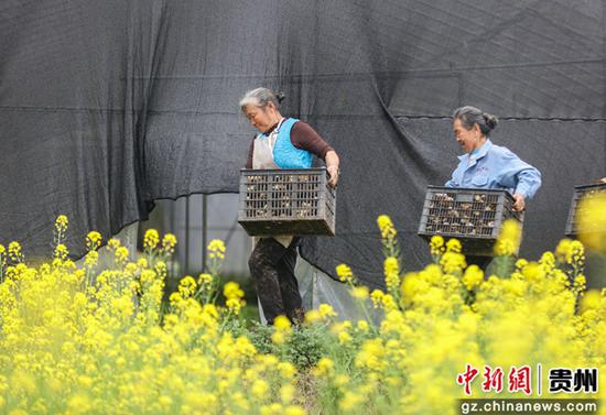 贵州施秉：羊肚菌产业助农增收