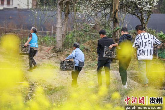 3月16日，贵州省施秉县杨柳塘镇地坝村村民搬运羊肚菌。磨桂宾 摄