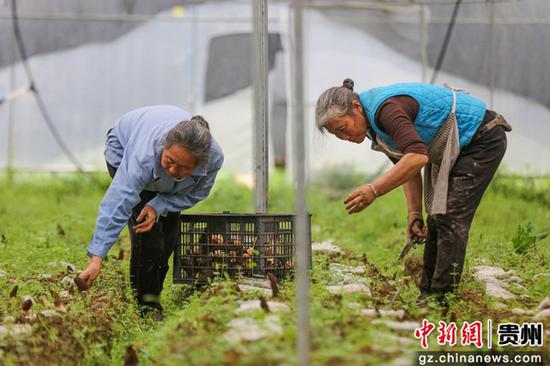 3月16日，贵州省施秉县杨柳塘镇地坝村村民在采收羊肚菌。磨桂宾 摄