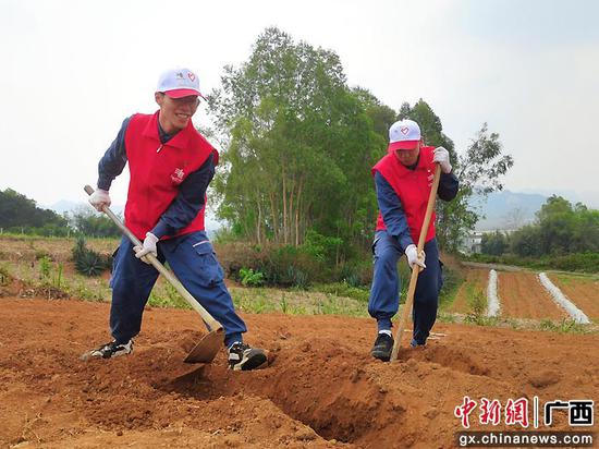 崇左供电局青年志愿者为村民甘蔗地铲土挖沟。梁栩 摄