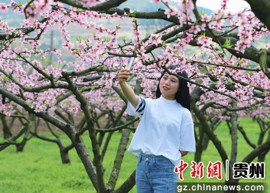 贵州金沙：桃花盛开春意浓 以桃为媒铺新路