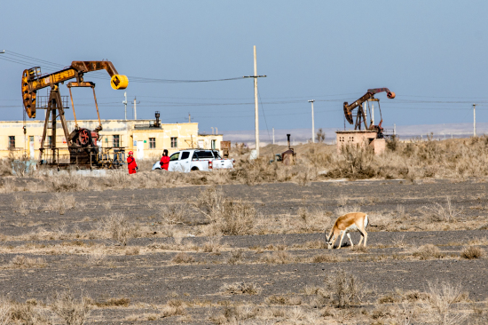 鹅喉羚在由区内悠然觅食，石油工人在油区劳作。 