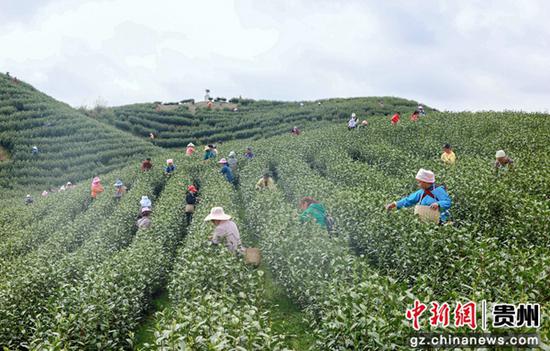 贵州惠水：3000亩生态茶抢鲜采
