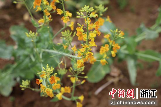 “七彩油菜花”田里绽放的黄色油菜花