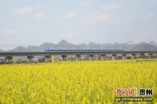 复兴号动车组列车穿过贵州境内的油菜花海。 贵阳客运段供图