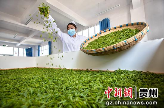 2022年3月18日，贵州省黔西市中坪镇茶叶加工作坊，村民对采收的“明前茶”进行萎凋处理。
