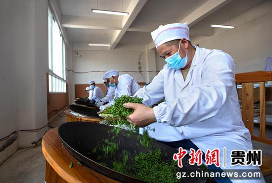 2022年3月18日，贵州省黔西市中坪镇茶叶加工作坊，村民传统手工制作采收的“明前茶”。