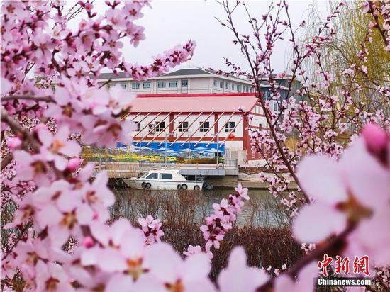 新疆鐵門關市：粉紅花海開滿將軍河畔