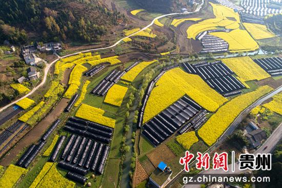 2022年3月19日拍摄的贵州省黔西市洪水镇新桥村羊肚菌种植基地一角（无人机照片）。