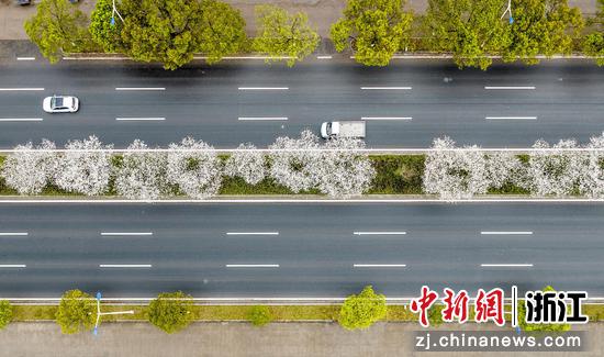 航拍公路中央�的“樱花带”  陈月明（通讯员） 摄