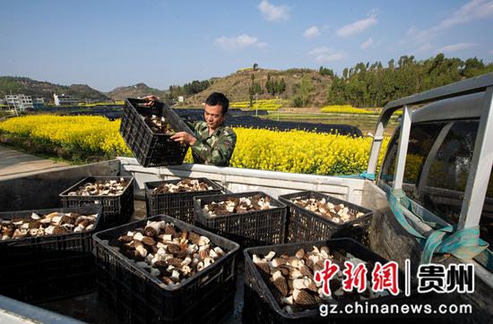 2022年3月19日，贵州省黔西市洪水镇新桥村羊肚菌种植基地，村民装运刚采收的羊肚菌。