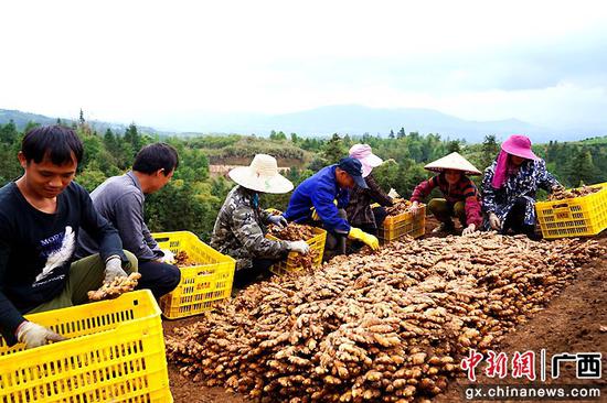 3月17日，在金秀瑶族自治县六巷乡青山村，直播后姜农正在包装生姜，通过公益直播销售生姜。高如金  摄