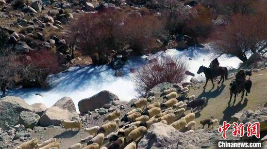 和硕县乃仁克尔乡的牧民帮其克正赶着自家的300多只生产母羊进行春季转场。　加亚巴图 摄