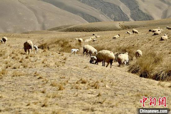 新疆兵團高海拔牧場接羔育幼工作有序進行