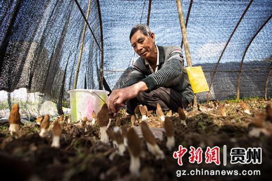 2022年3月19日，贵州省黔西市洪水镇新桥村羊肚菌种植基地，村民采收羊肚菌。