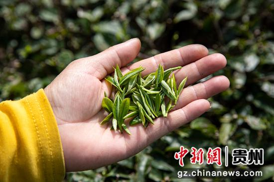 2022年3月18日，贵州省黔西市中坪镇飞蛾社区黄泥二坉茶园，村民展示采摘的“明前茶”。