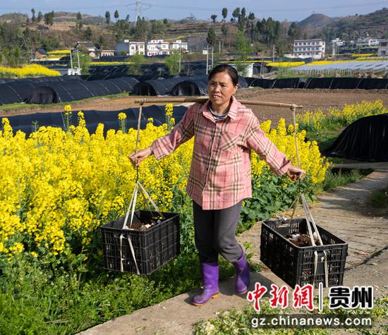 2022年3月19日，贵州省黔西市洪水镇新桥村羊肚菌种植基地，村民挑运刚采收的羊肚菌。