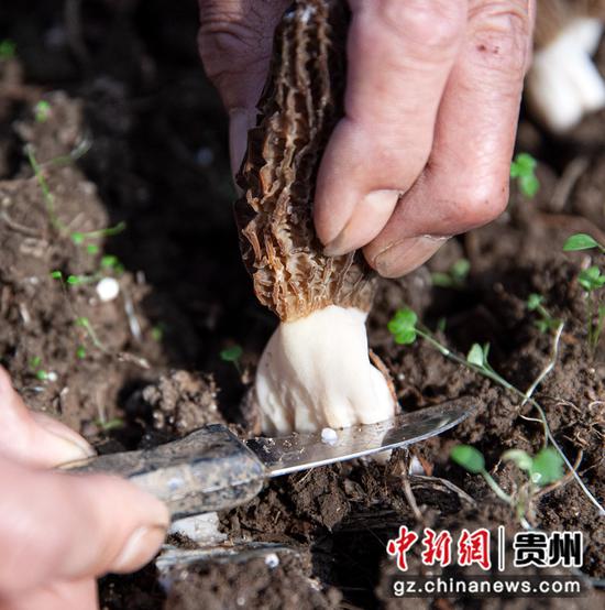 2022年3月19日，贵州省黔西市洪水镇新桥村羊肚菌种植基地，村民采收羊肚菌。