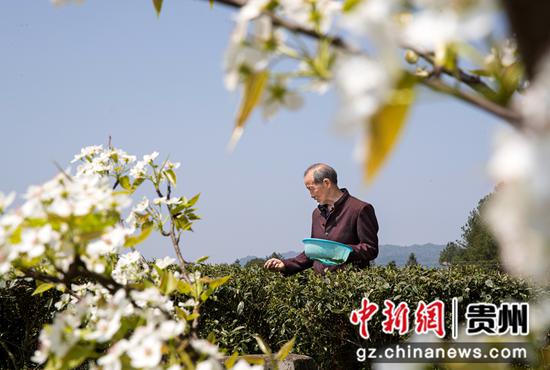 2022年3月18日，贵州省黔西市中坪镇飞蛾社区黄泥二坉茶园，村民采摘“明前茶”供应市场。