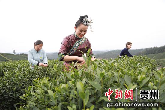 贵州黎平抢抓明前茶上市 日均10万民众采茶