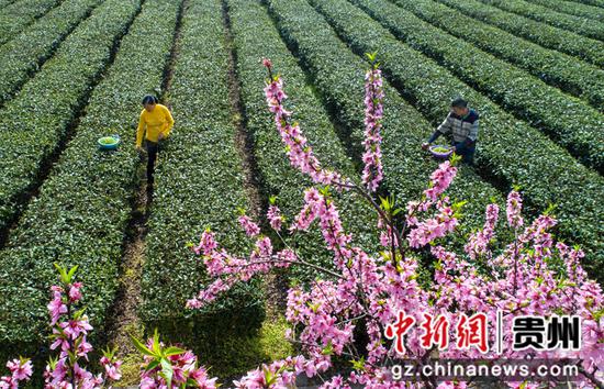 2022年3月18日，贵州省黔西市中坪镇飞蛾社区黄泥二坉茶园，村民采摘“明前茶”供应市场（无人机照片）。