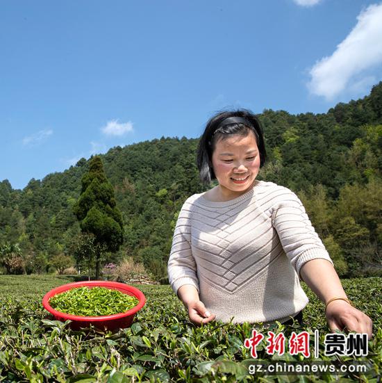 2022年3月18日，贵州省黔西市中坪镇飞蛾社区黄泥二坉茶园，村民采摘“明前茶”供应市场。