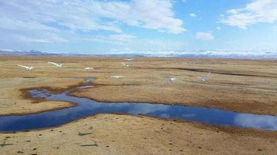 新疆：电力保障护航天鹅繁衍生息