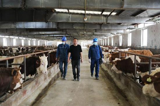 新疆克州阿克陶县：牛丁兴旺 “犇”向牛日子