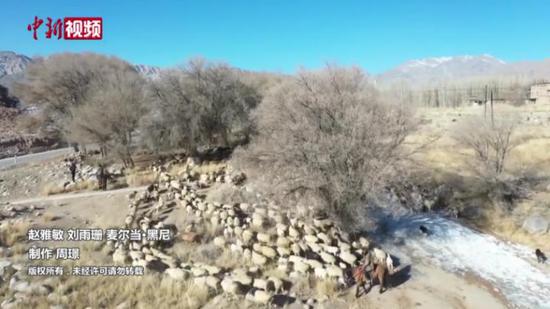 场面壮观！新疆南部十万头牲畜春季转场