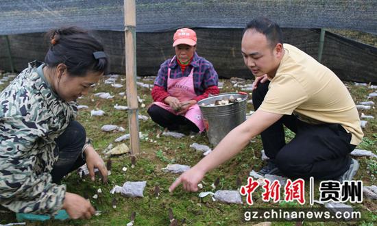 黄小康（右一）指导群众采摘羊肚菌  杨友摄