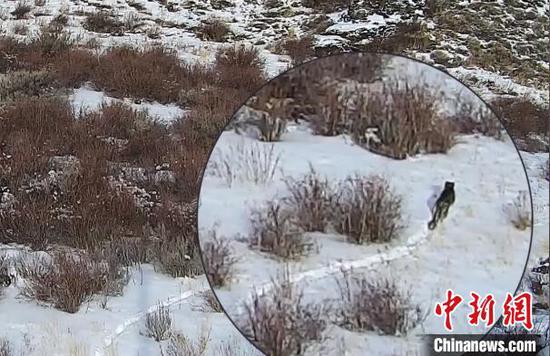 红外相机拍摄到的雪豹白天活动场景。（视频截图）　第五师双河市融媒体中心供图